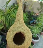 Bird Nest