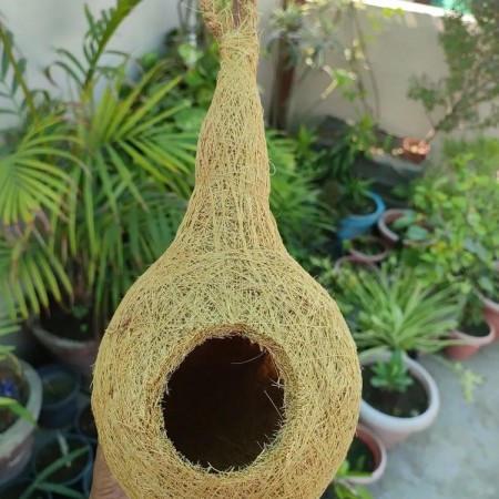 Bird Nest